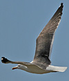 adult graellsii in May, ringed in the Netherlands. (74841 bytes)